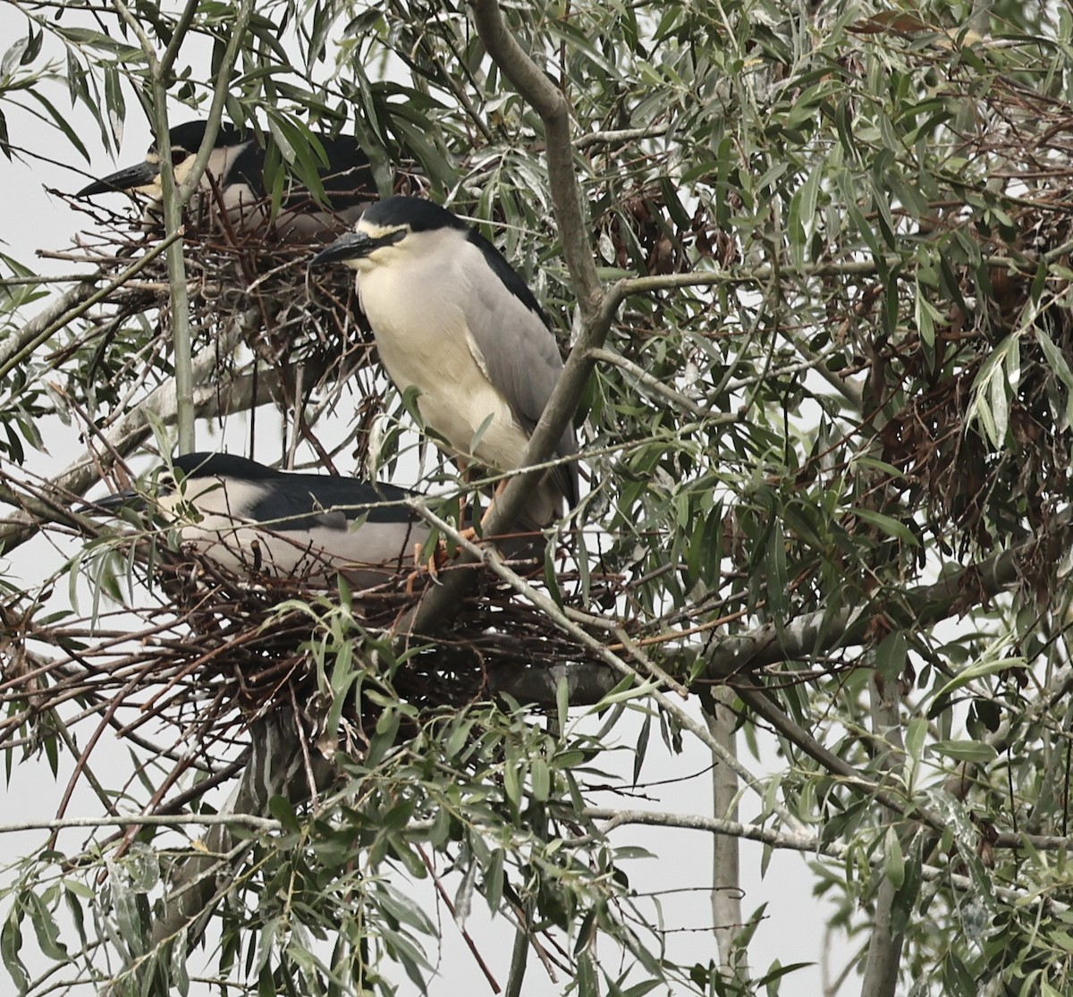 Black-crowned Night Heron - Murat Polat