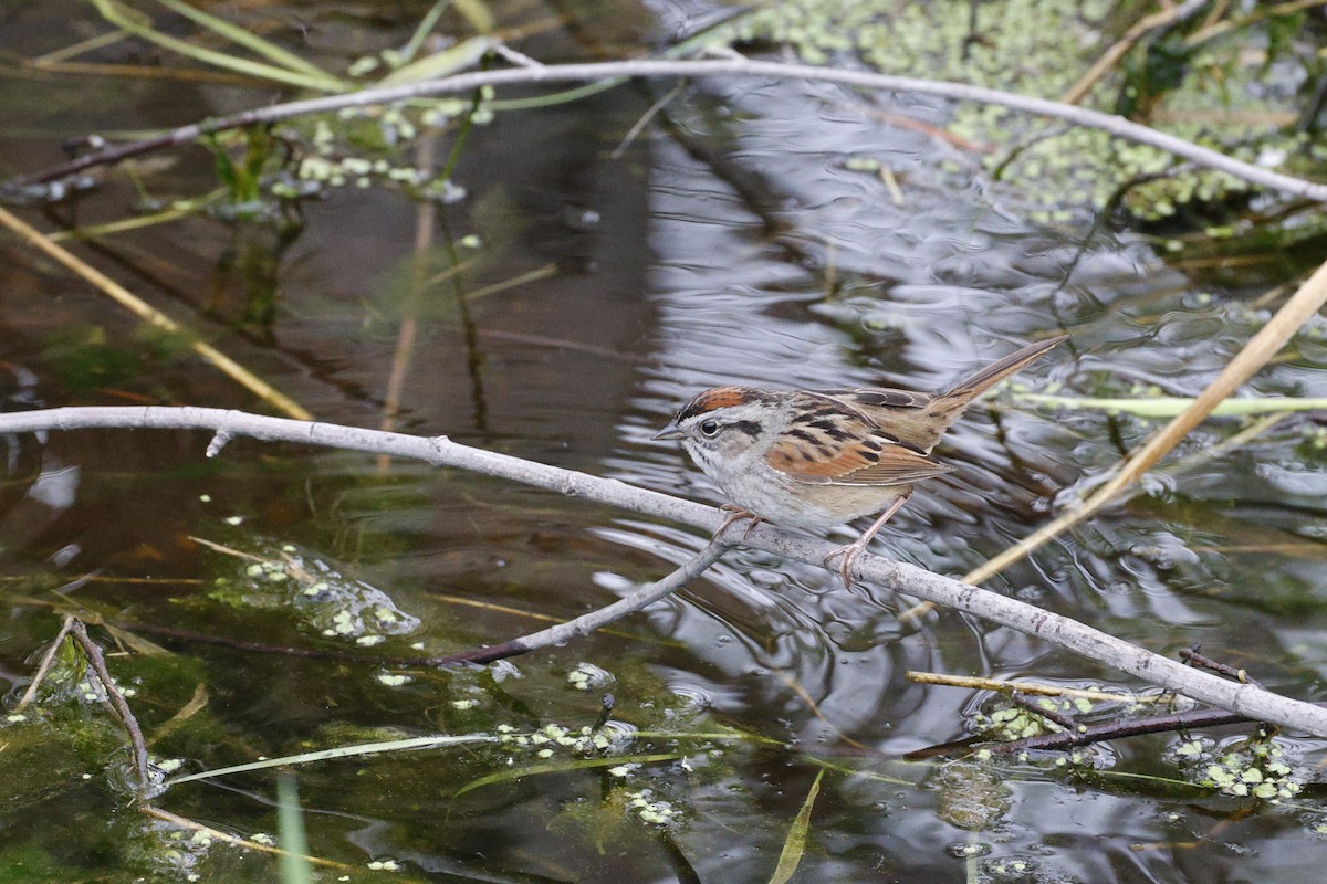 Swamp Sparrow - ML618229647