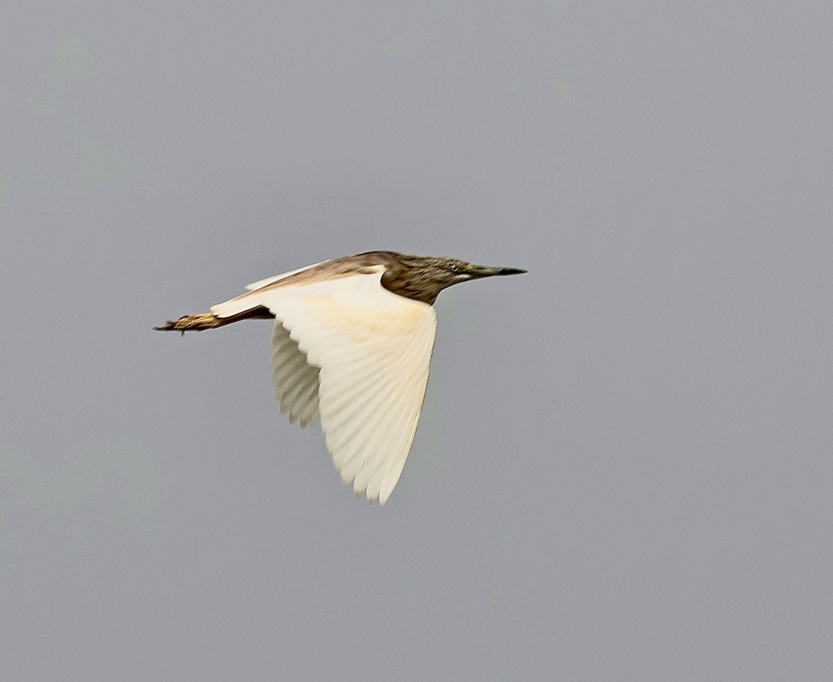 Squacco Heron - ML618229657