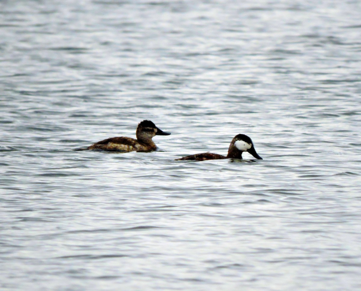 Ruddy Duck - Ross Lamb