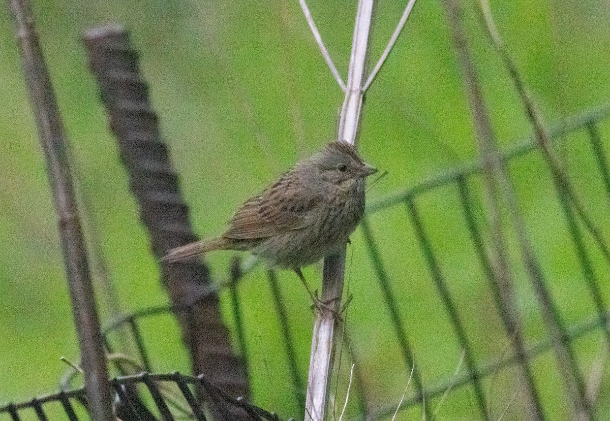 Lincoln's Sparrow - ML618229684