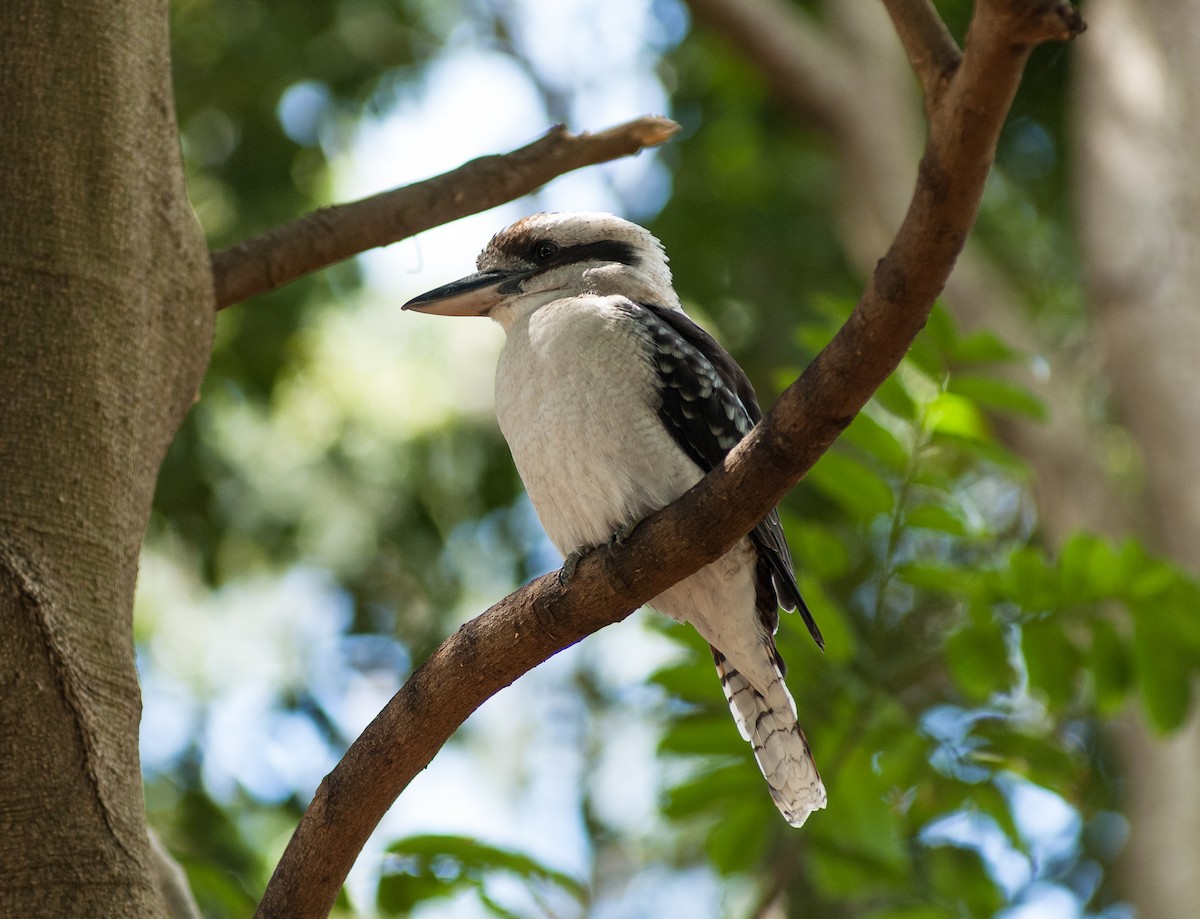 Laughing Kookaburra - Howard Clarke