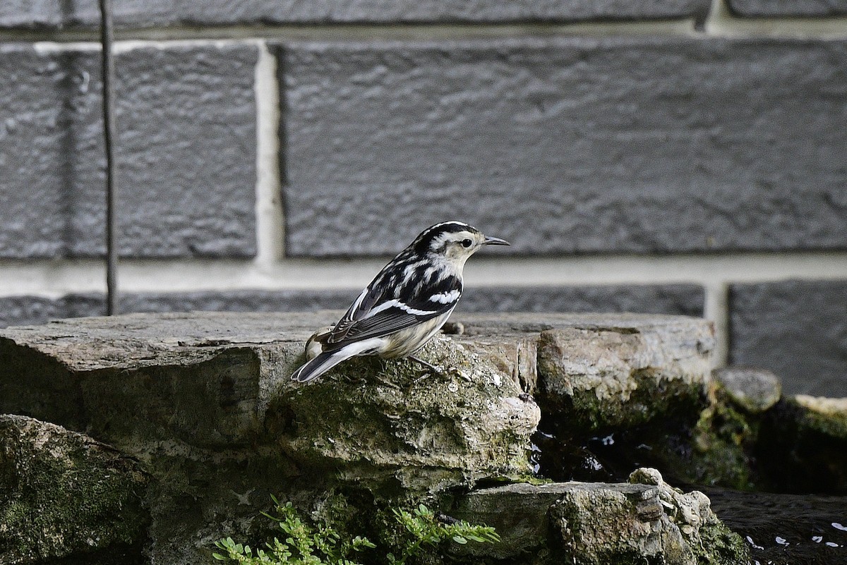 Black-and-white Warbler - JoAnna Clayton