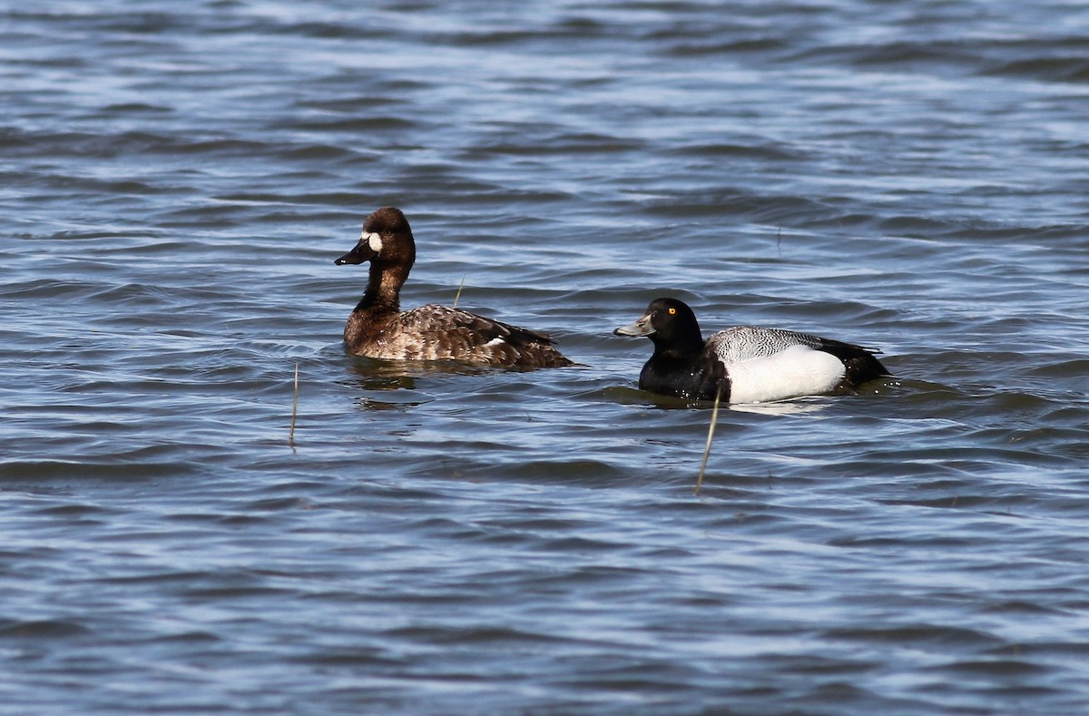 Greater/Lesser Scaup - Sandra Minotti