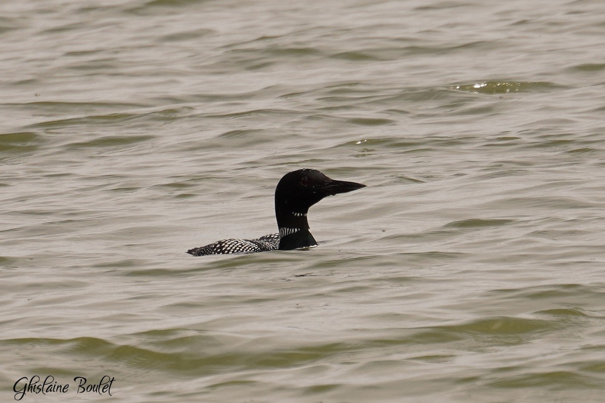 Common Loon - Réal Boulet 🦆