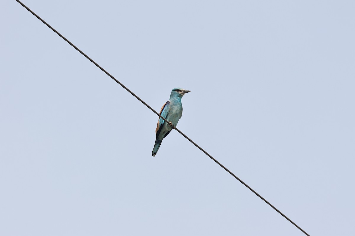 European Roller - Murat Polat