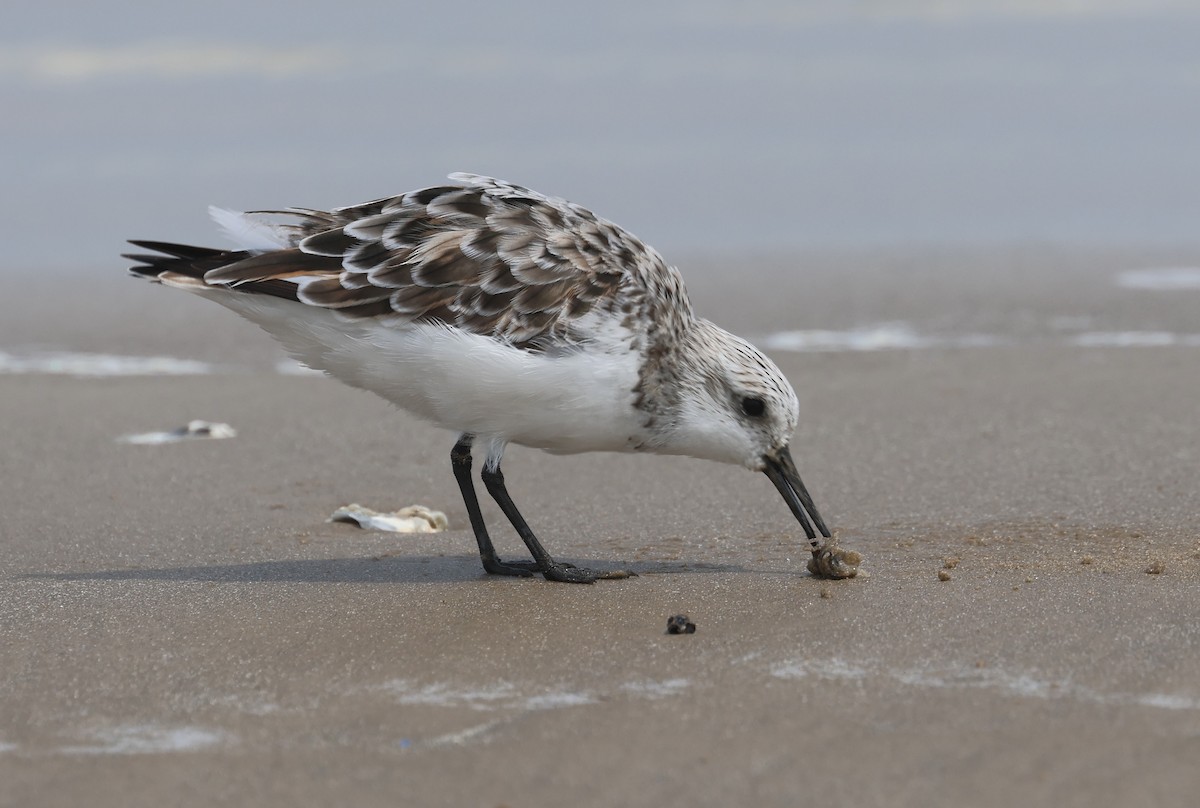 Sanderling - John Drummond