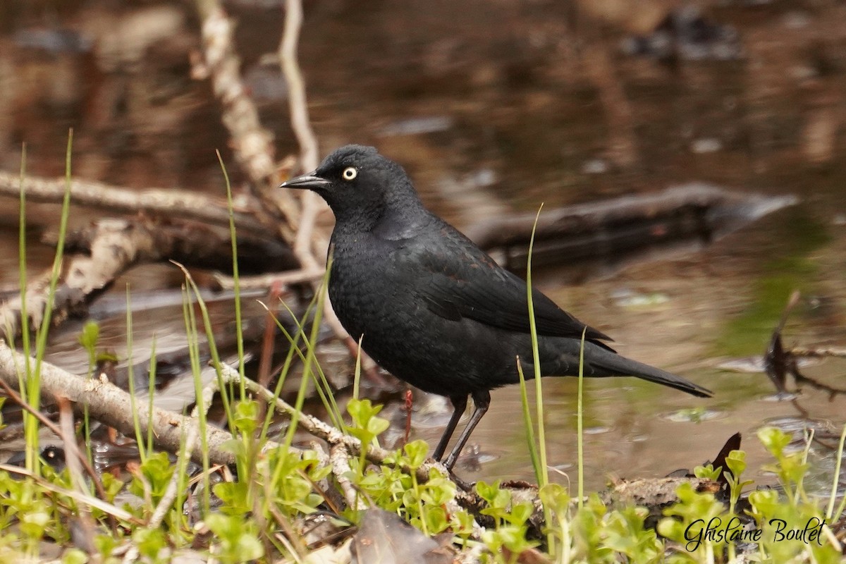 Rusty Blackbird - Réal Boulet 🦆