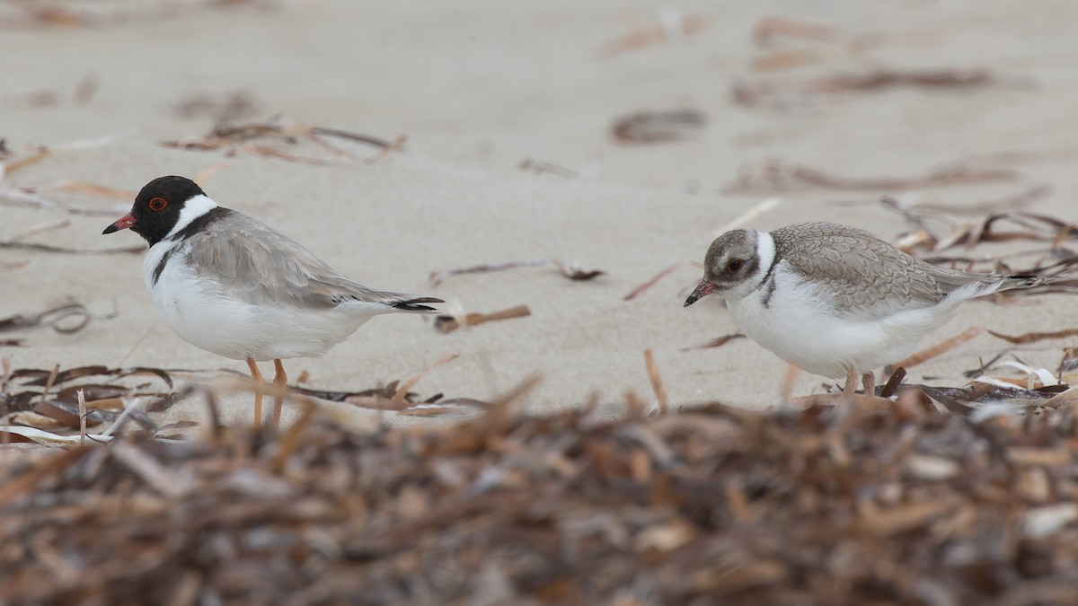 Hooded Plover - David Newell