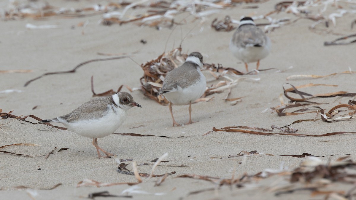 Hooded Plover - David Newell