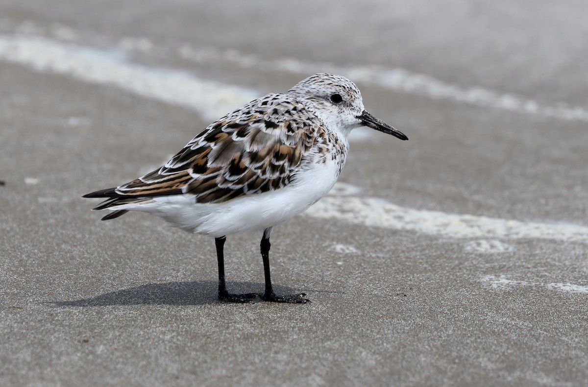 Sanderling - John Drummond