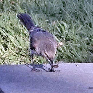 Northern Mockingbird - Curtis Makamson