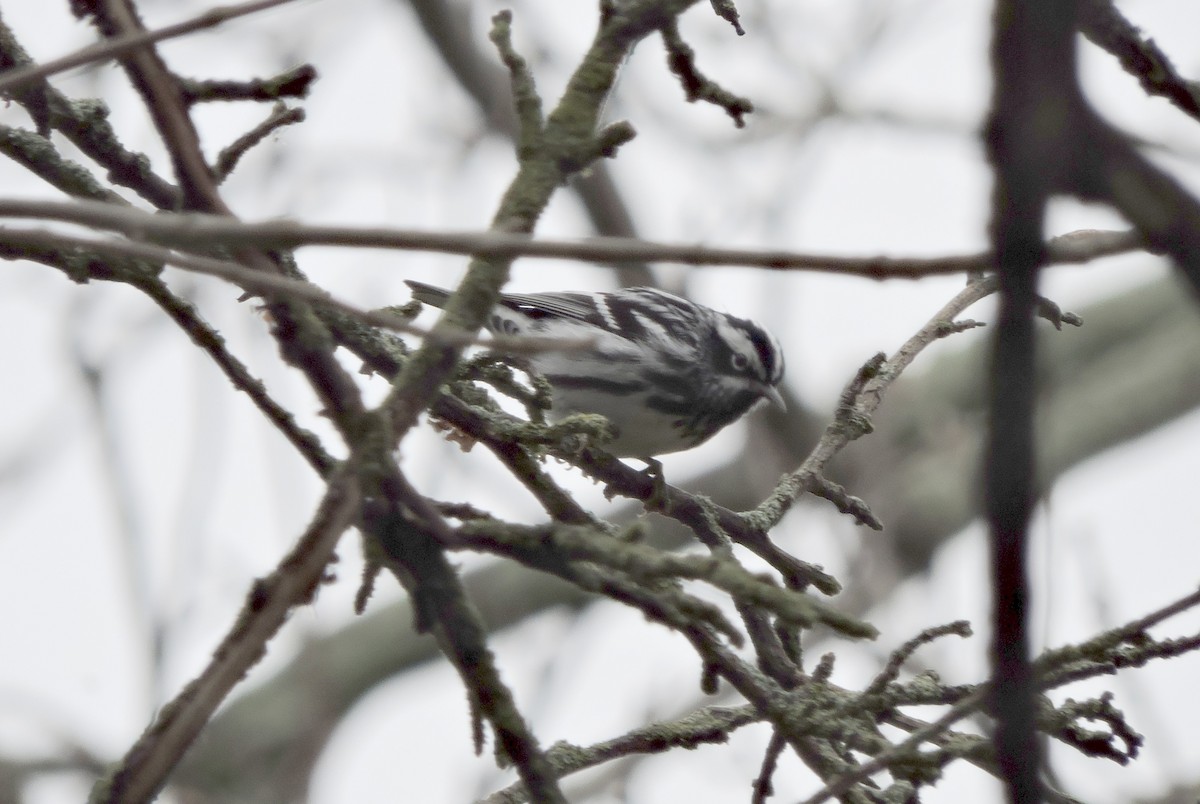 Black-and-white Warbler - Ross Lamb