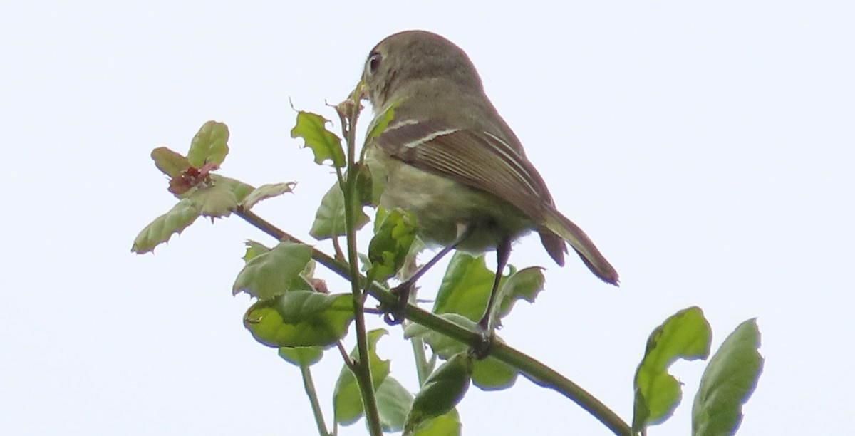 Hutton's Vireo - Zehava Purim-Adimor