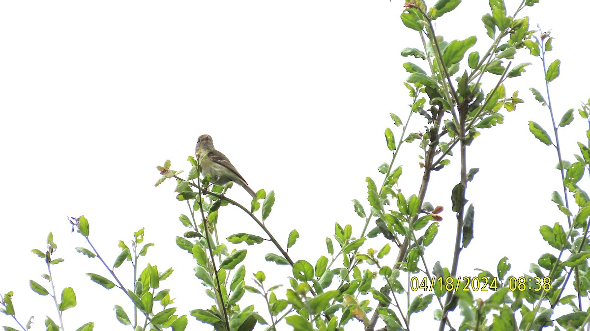 Hutton's Vireo - Zehava Purim-Adimor