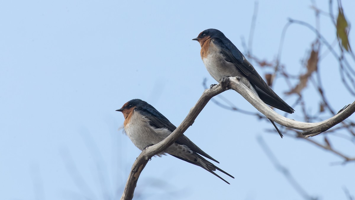 Hirondelle messagère - ML618229815