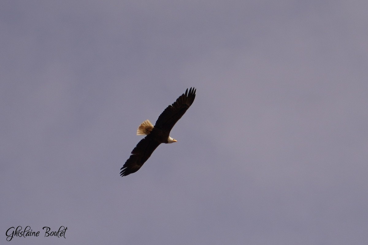 Bald Eagle - ML618229819