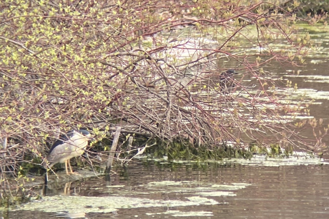 Black-crowned Night Heron - Cole Wolf