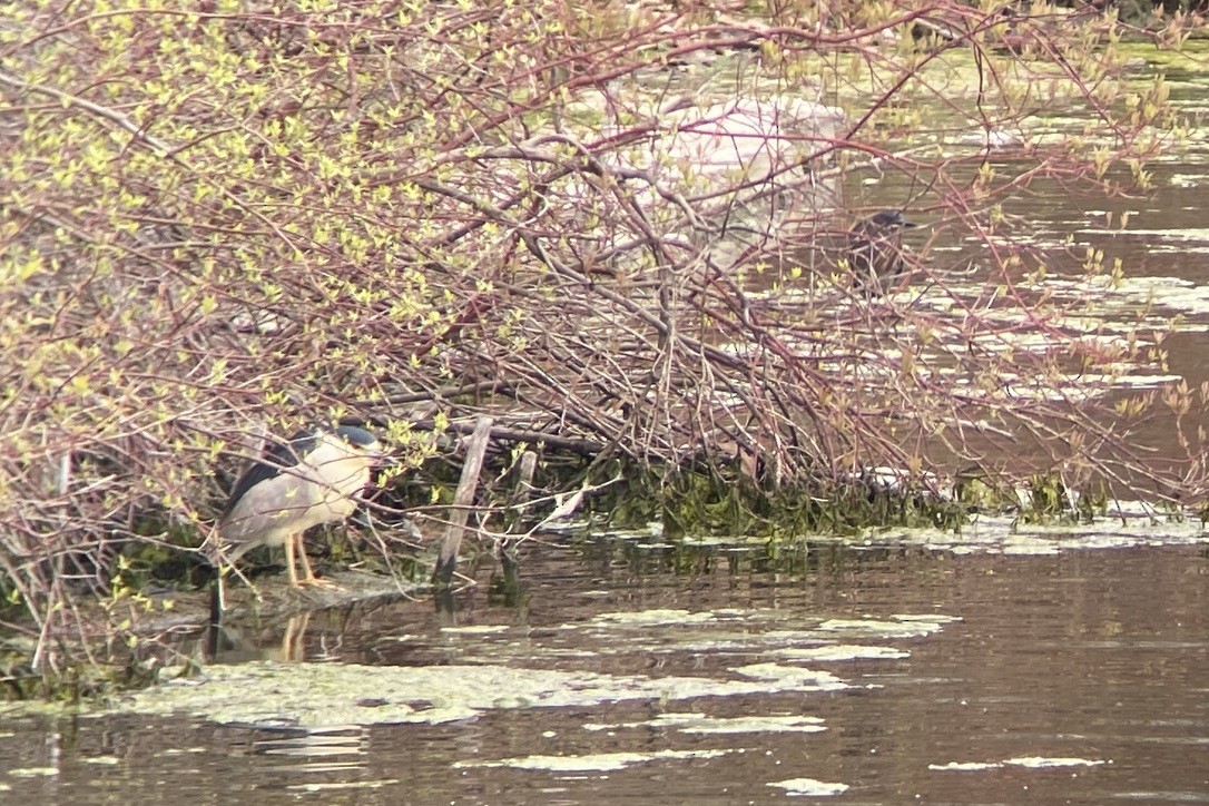 Black-crowned Night Heron - Cole Wolf