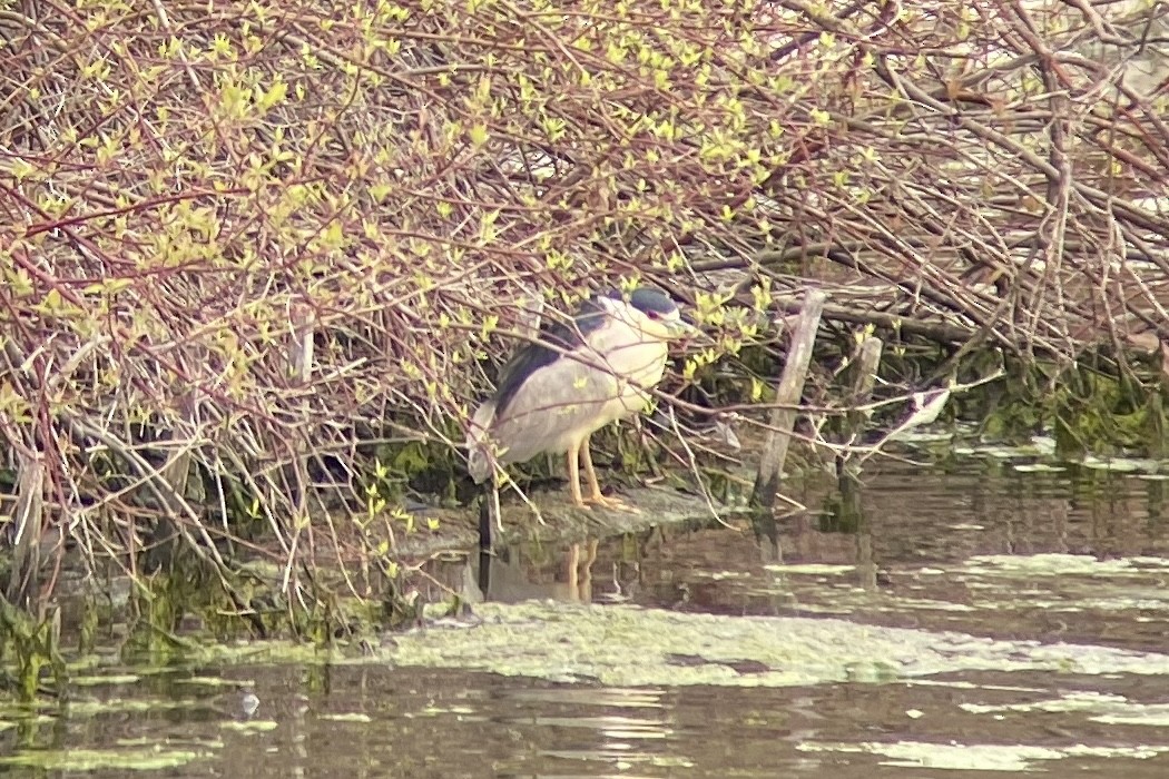 Black-crowned Night Heron - Cole Wolf