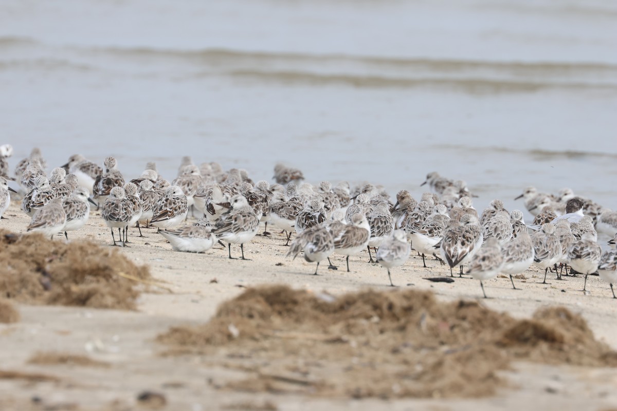 Sanderling - John Drummond