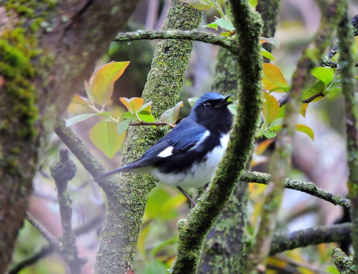 Black-throated Blue Warbler - Ross Lamb