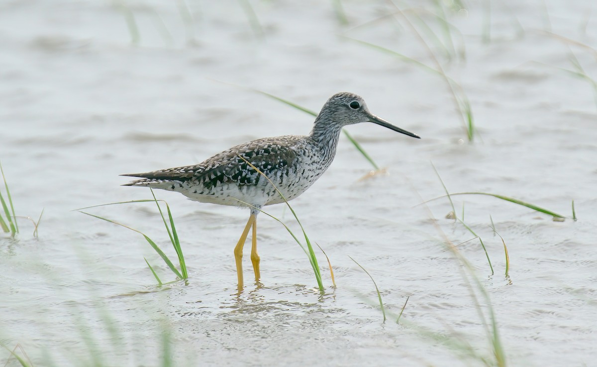 Lesser Yellowlegs - Jane Mygatt