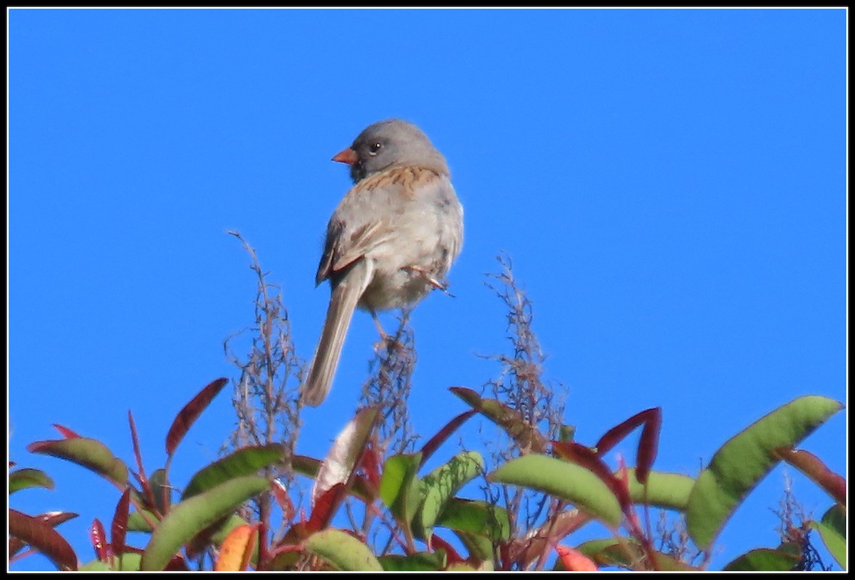 Black-chinned Sparrow - ML618229873
