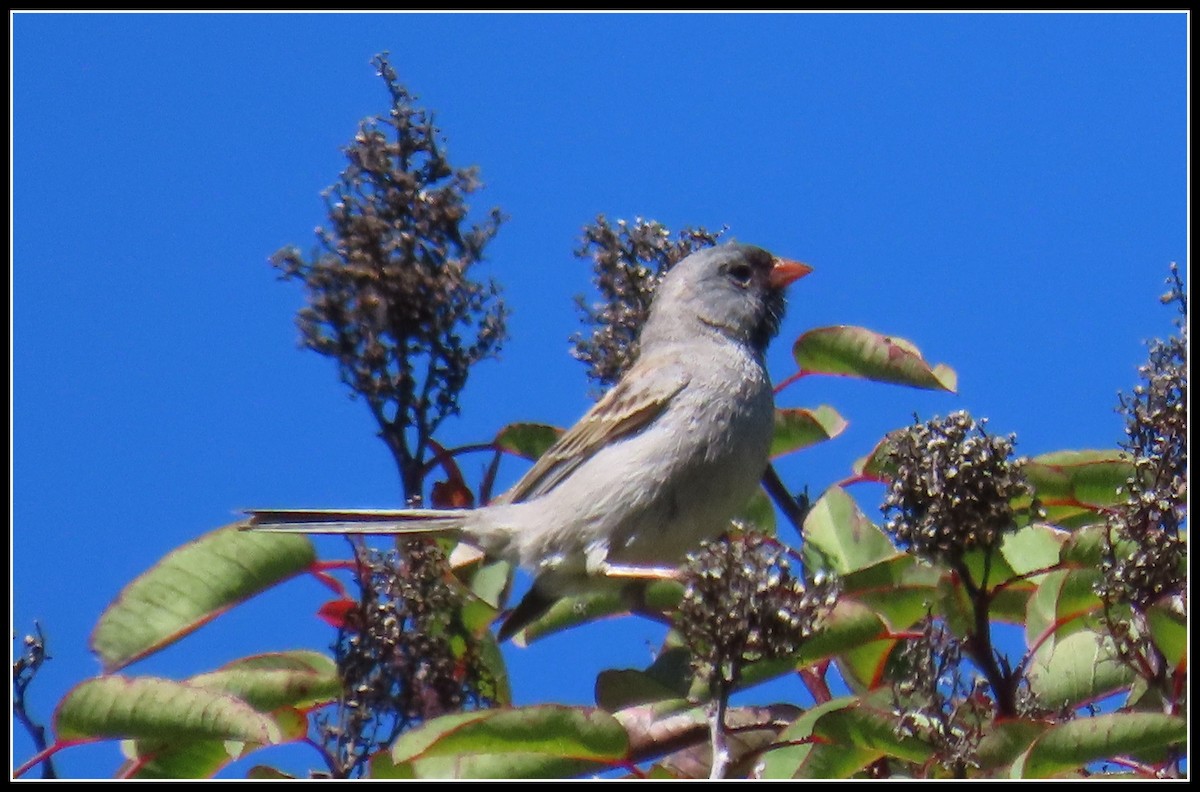 Black-chinned Sparrow - ML618229874