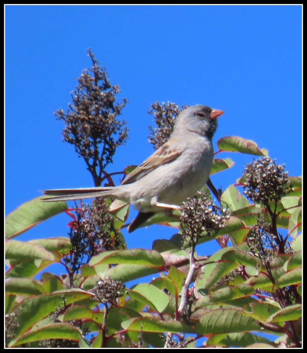 Black-chinned Sparrow - ML618229875