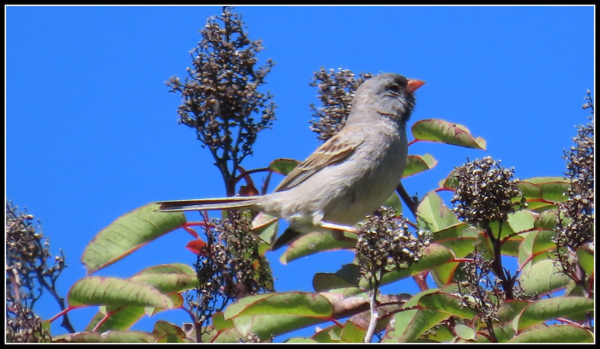 Black-chinned Sparrow - ML618229876