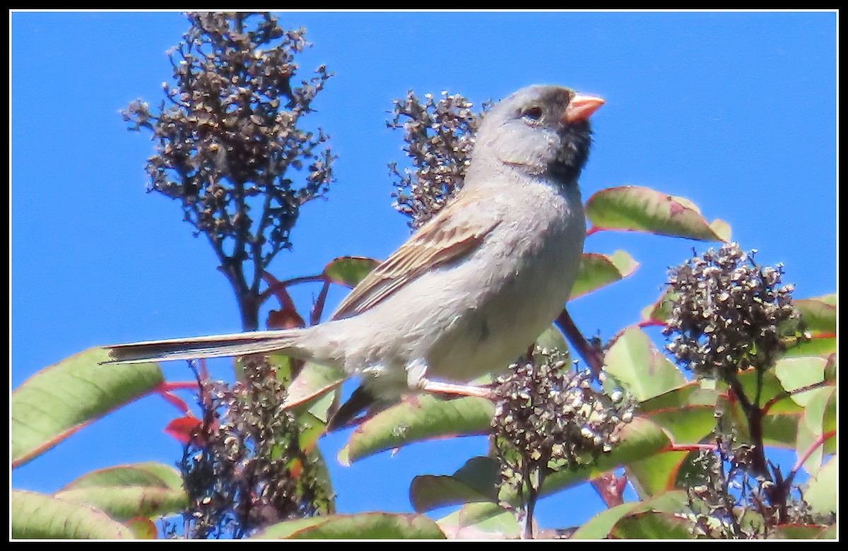 Black-chinned Sparrow - Peter Gordon