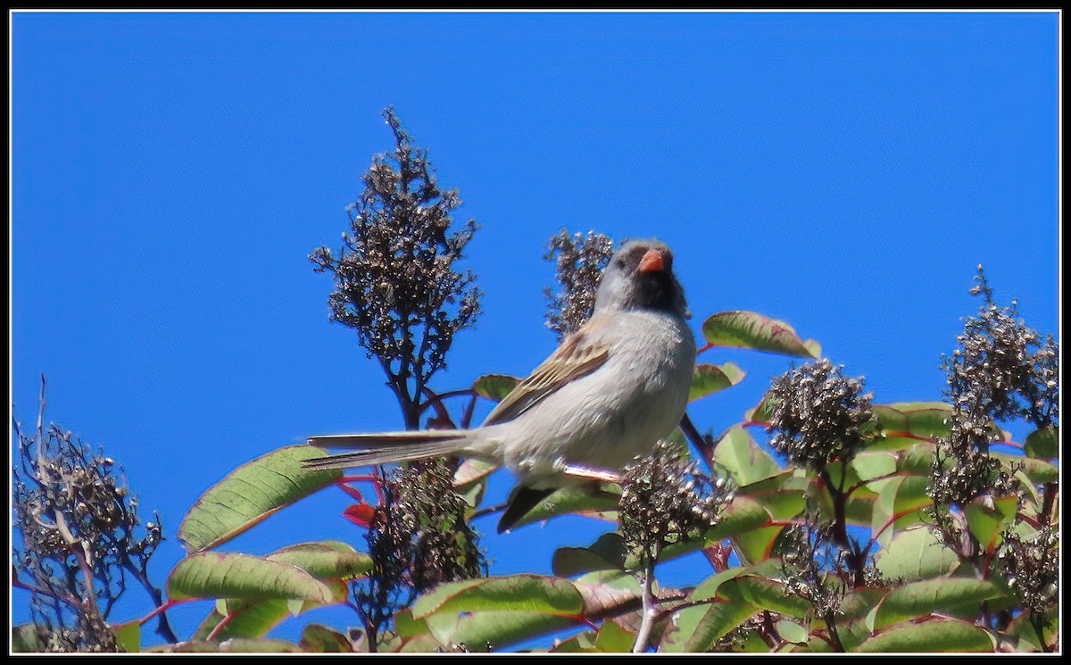 Black-chinned Sparrow - ML618229878