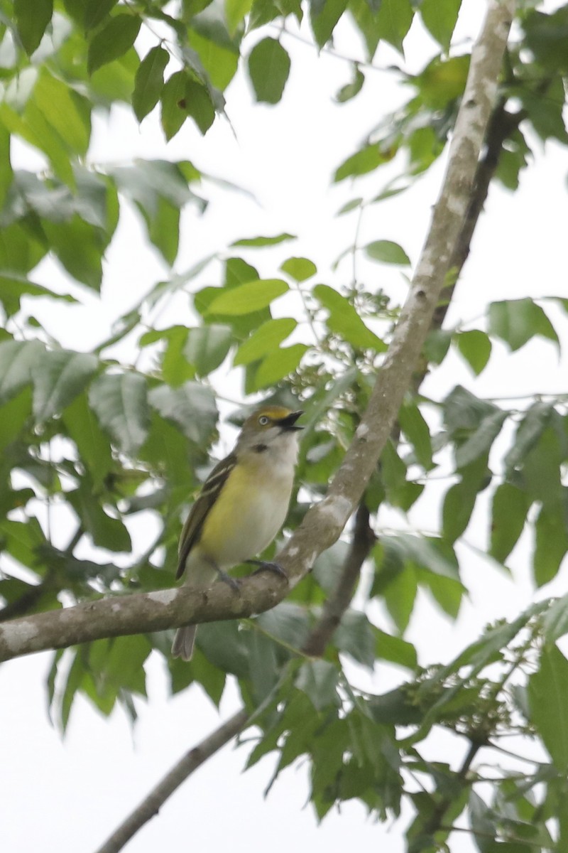 White-eyed Vireo - Emily Holcomb