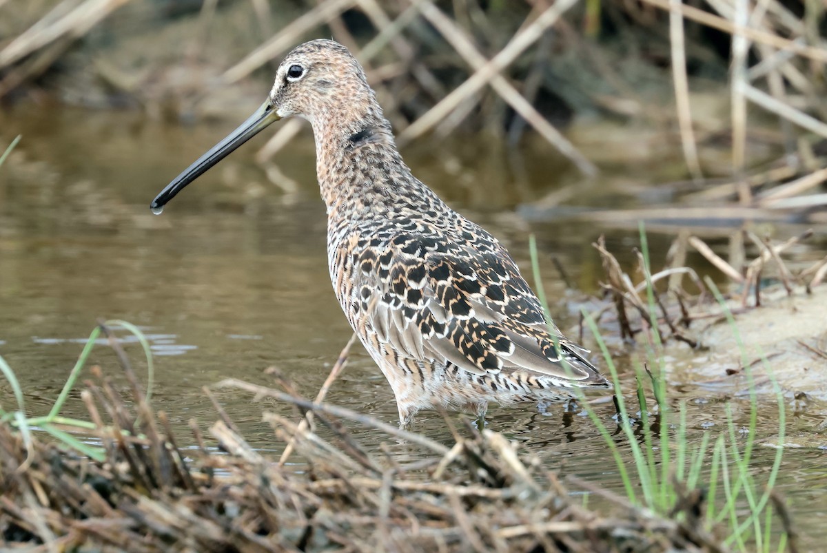 Short-billed Dowitcher - John Drummond