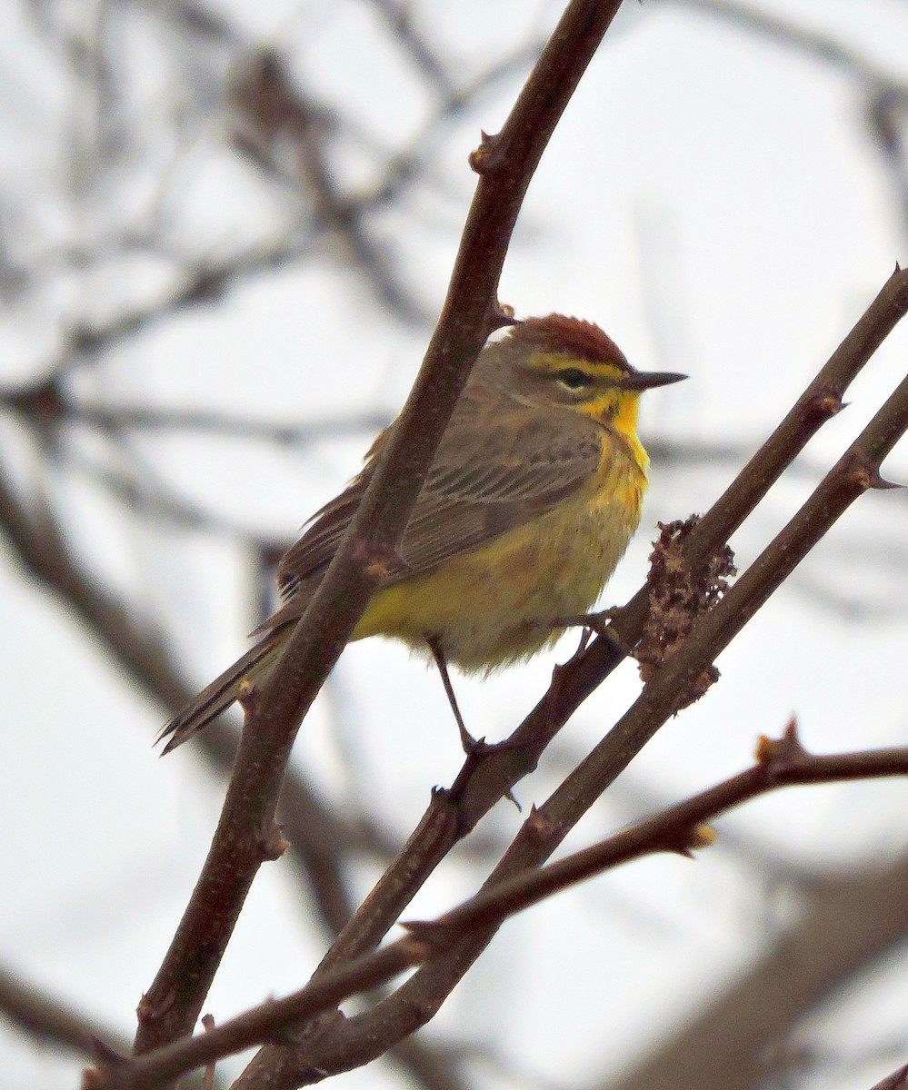 Palm Warbler - Ross Lamb