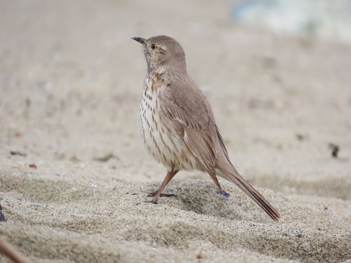 Sage Thrasher - ML618229924