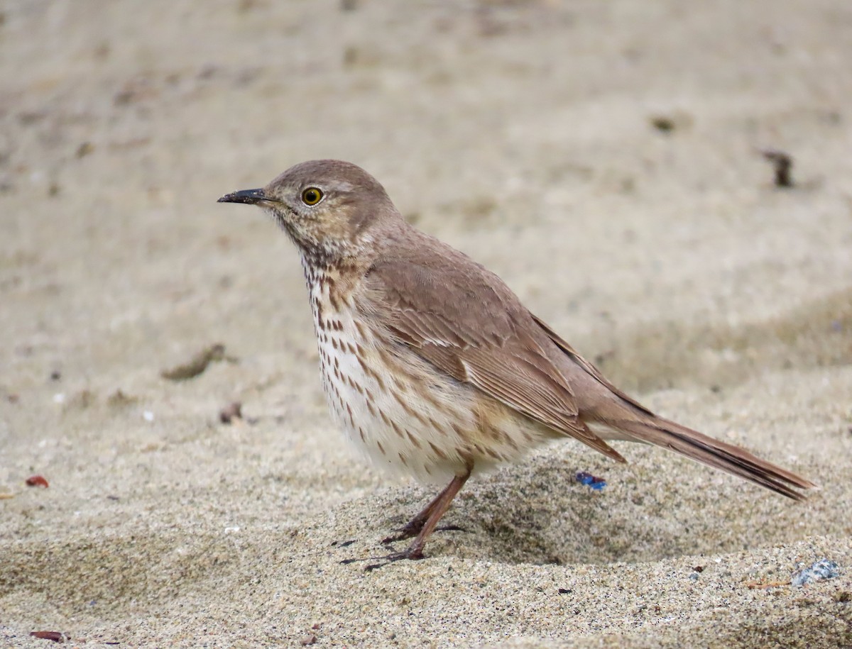 Sage Thrasher - ML618229925