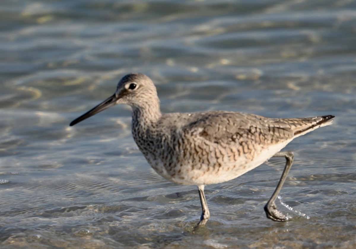 Willet - ML618229926