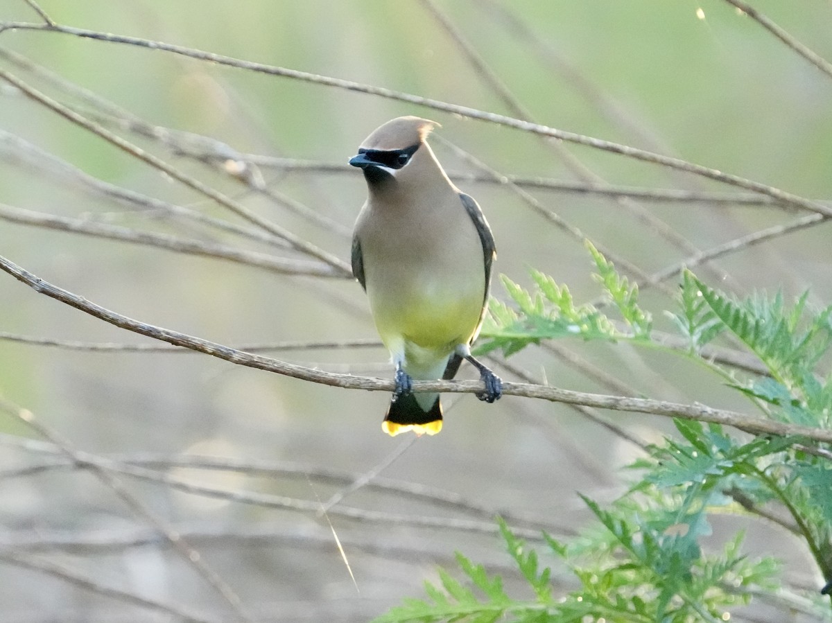 Cedar Waxwing - Tami Reece