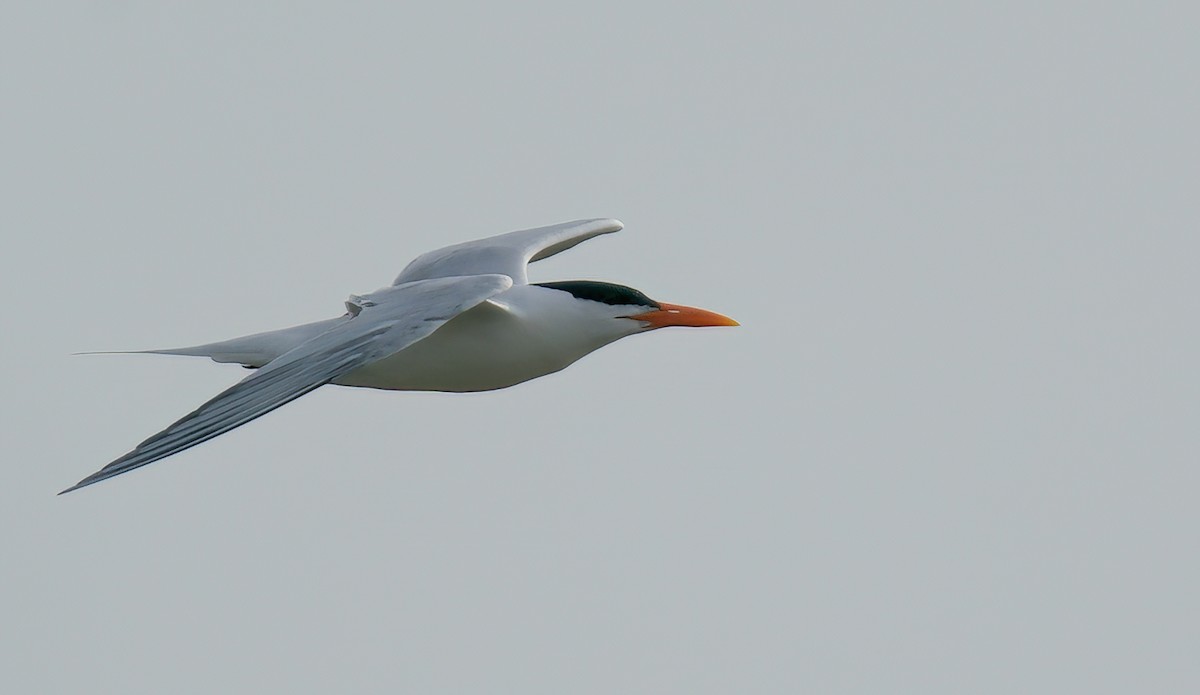 Royal Tern - Jane Mygatt