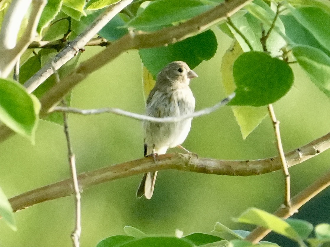 House Finch - Tami Reece