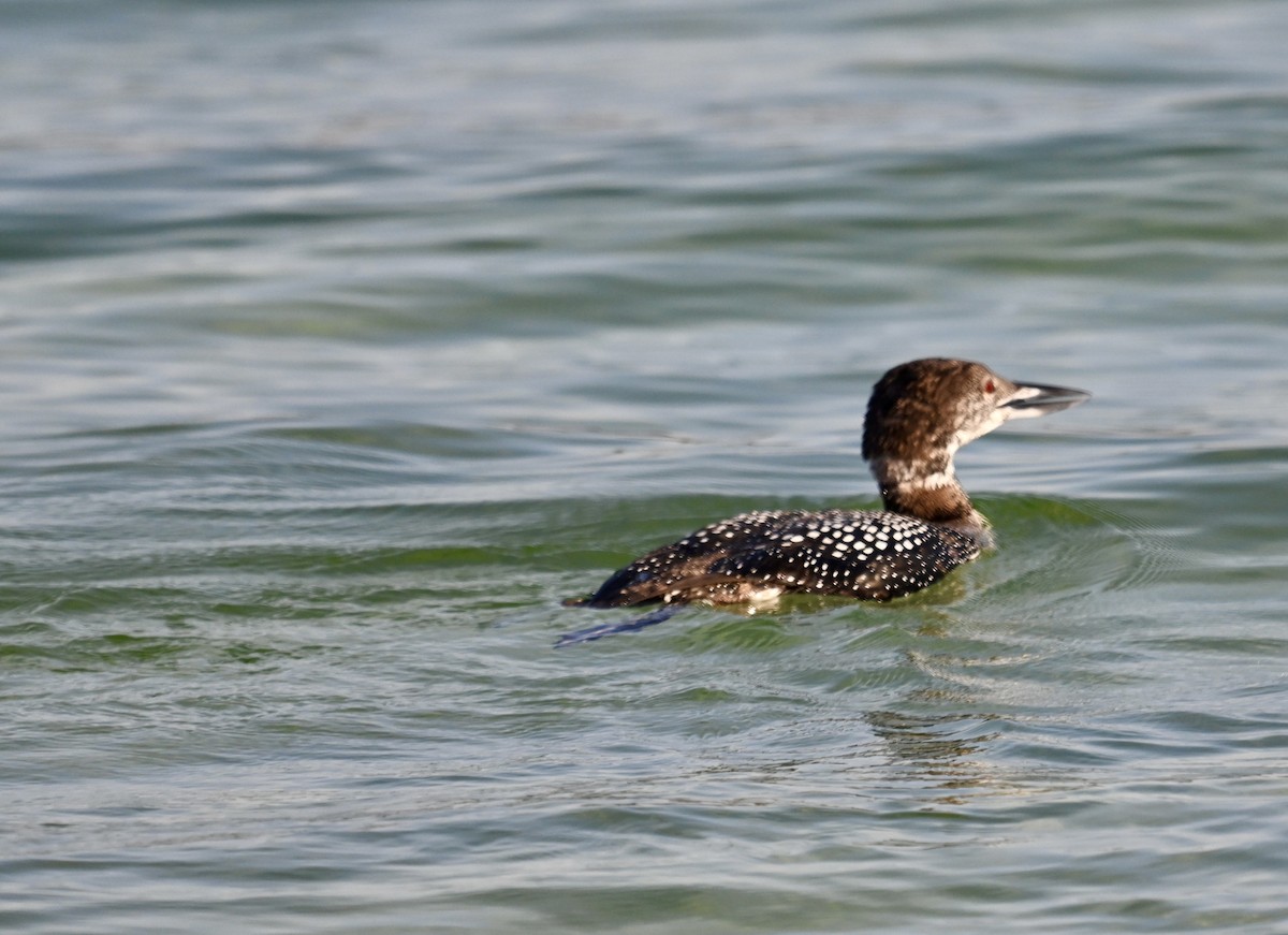 Common Loon - Lou Horwitz