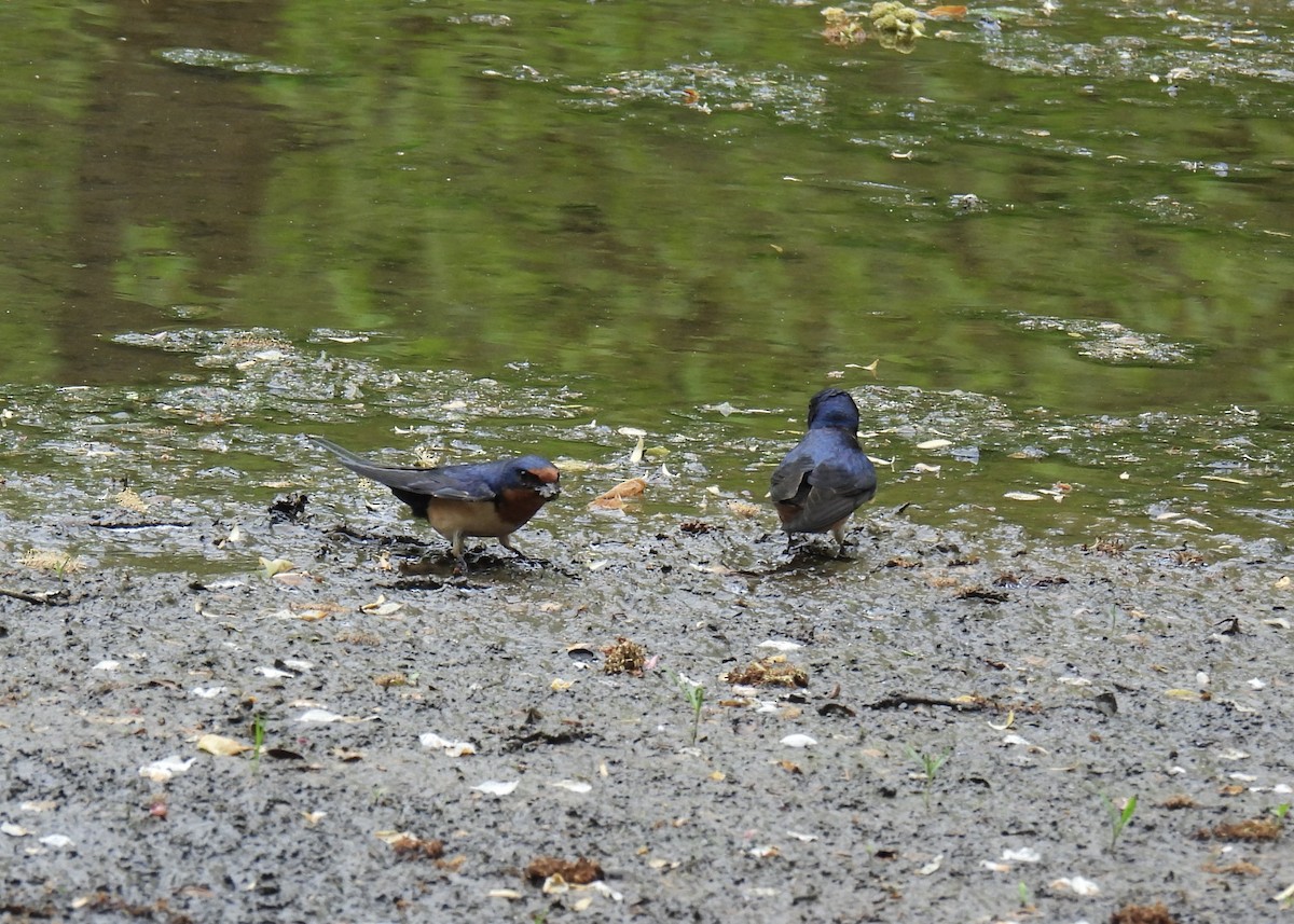 Barn Swallow - Cathy Weiner