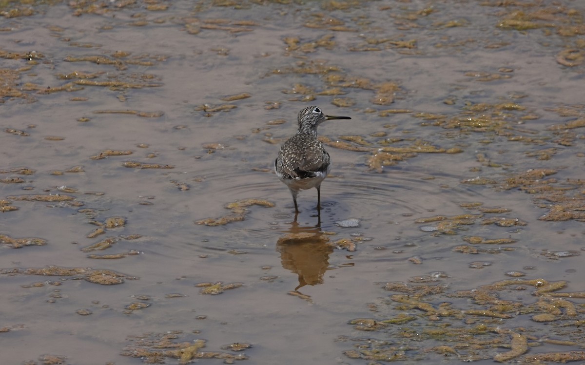 Solitary Sandpiper - Danette Henderson