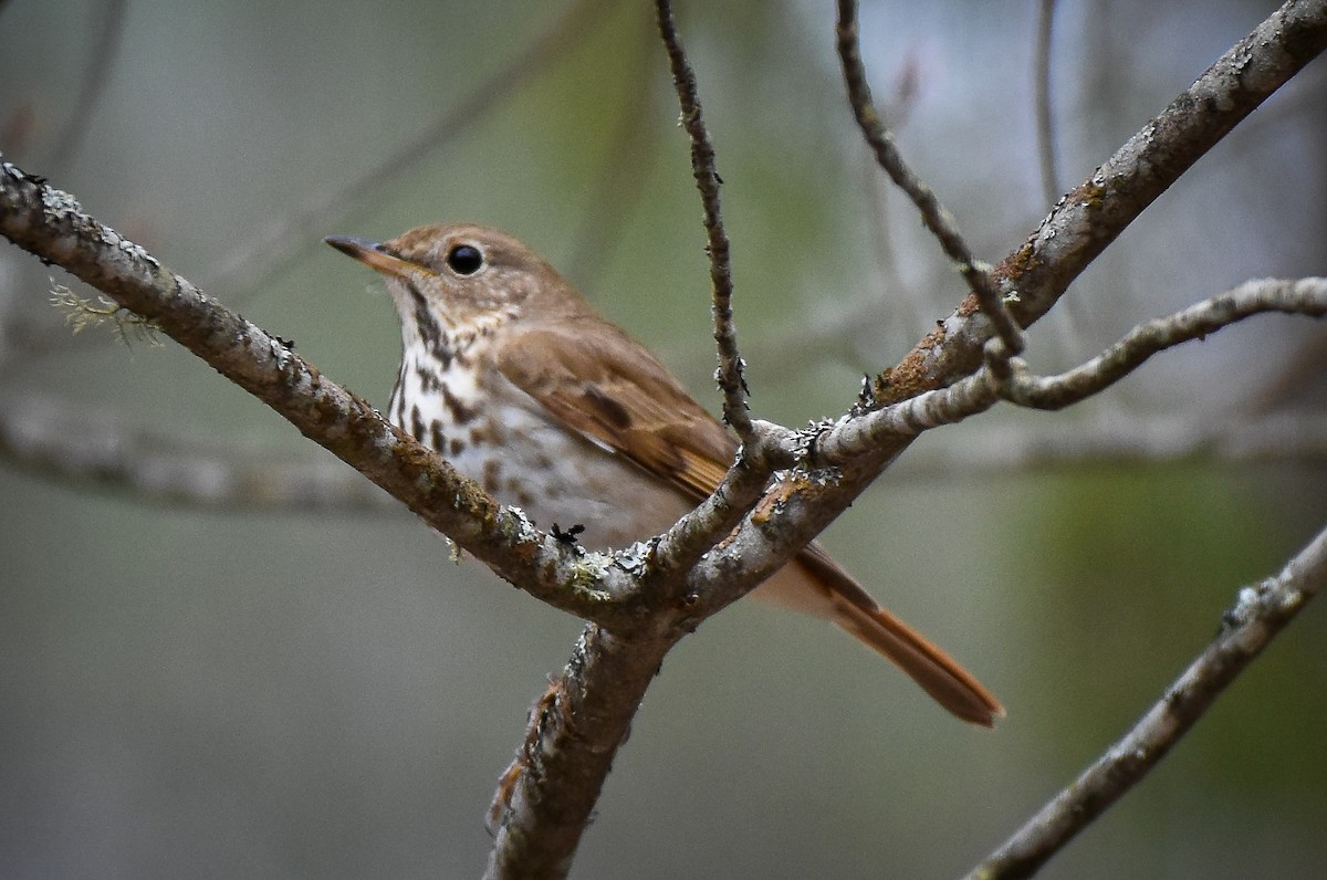 Hermit Thrush - Garry Waldram