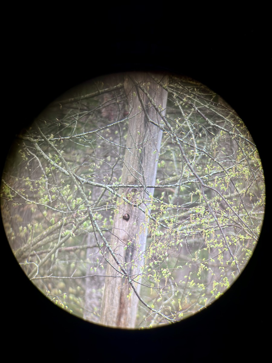 Northern Flicker - C Schneck