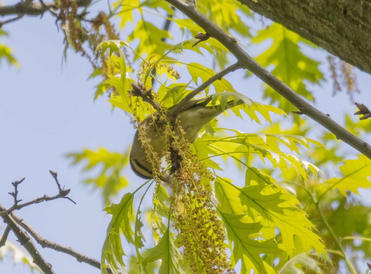 Worm-eating Warbler - MCHL ____