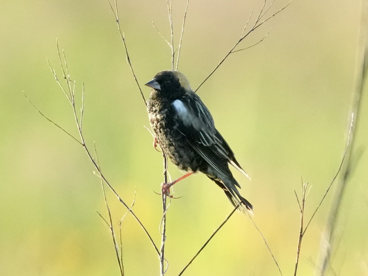 Bobolink - Tami Reece