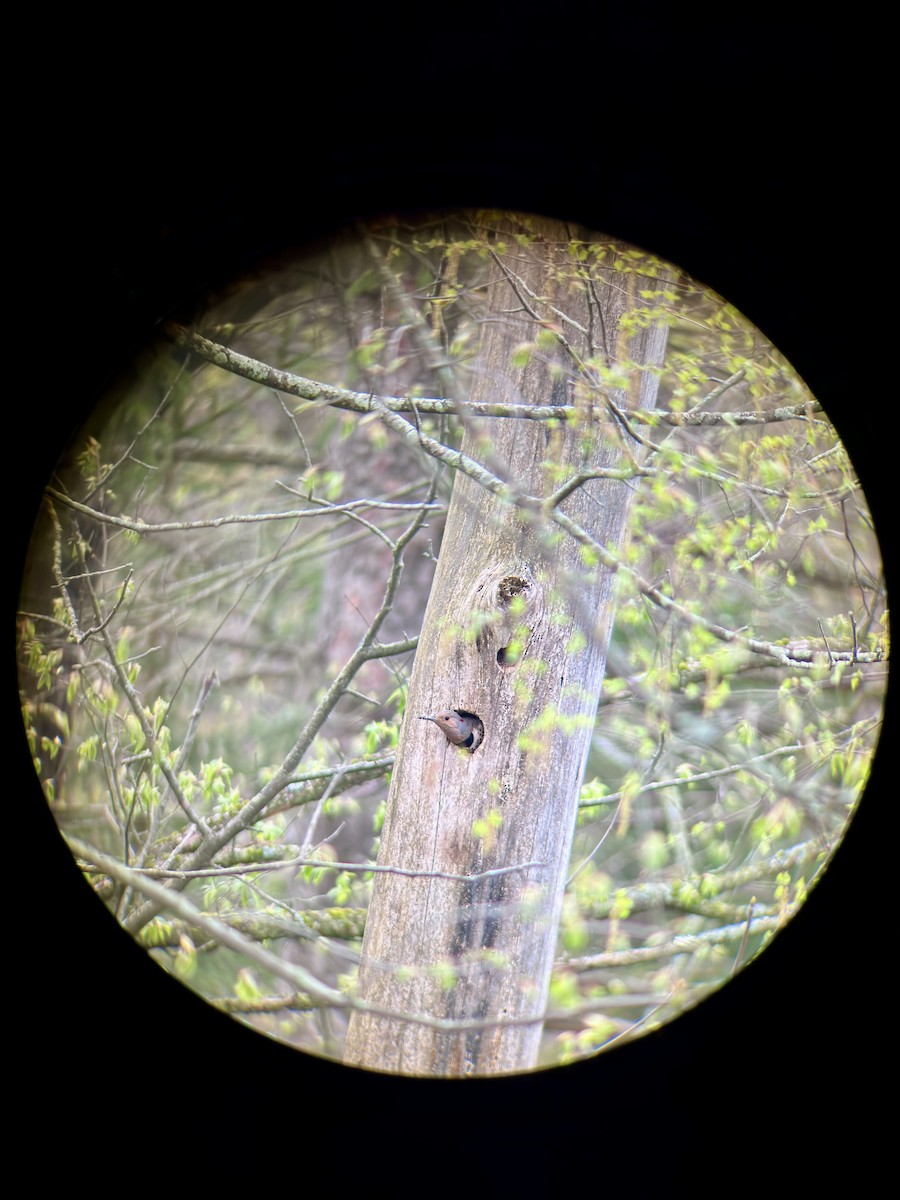 Northern Flicker - C Schneck